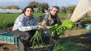 Yılın 12 ayı salatalık ürün yetiştirerek ekmeklerini kazanıyorlar 