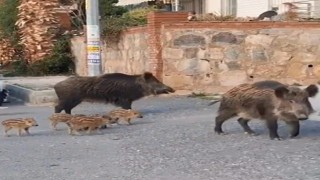 Domuz sürüsünün rahatlığı şaşırttı