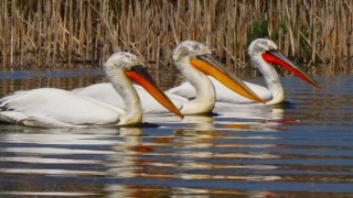 Nesli tehlike altında olan tepeli pelikan vurulmuş halde bulundu