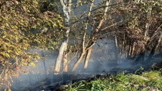 Temizlik ateşi 30 söğüt ağacının yanmasına sebep oldu