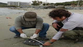 Yeşil Deniz Kaplumbağası ve Tırtak Yunus Kuşadası sahiline vurdu