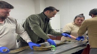 Yolcu otobüsünde piton yılanı ele geçirildi