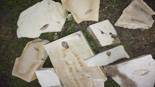 15 milyon yıllık yaprak fosili bulundu