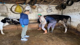 Aydın’da hayvan sağlığı çalışmaları sürüyor