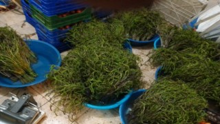 Dağlardan toplanan bu otun tadına doyum olmuyor