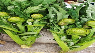 Enginar sezonu açıldı, tezgahlar yeşile büründü