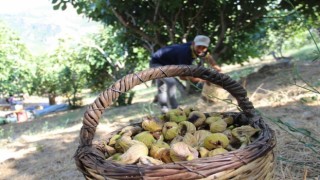 İklim değişikliği Aydın incirini olumsuz etkiledi