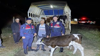 Kayıp hayvanları jandarma buldu