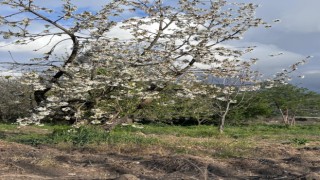 Kiraz ağaçları çiçek açtı