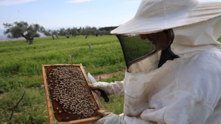 Son yıların en soğuk Nisan ayının yaşandığı Aydın'da arılar telef olmaya başladı