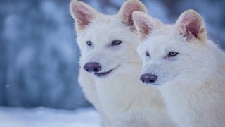 Ulu Kurt Geri Döndü!