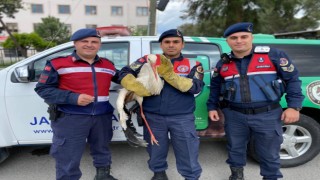 Yaralı leyleğe jandarma yardım elini uzattı