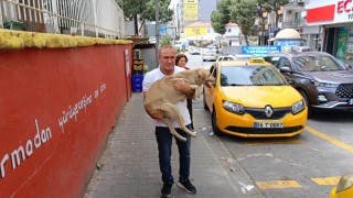 Hayvansever taksiciden örnek davranış