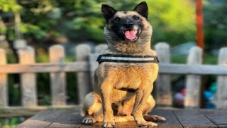 Kahraman köpek 'Bob' öldü
