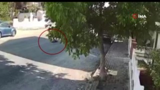 Kuşadası'nda kan donduran olay: Tur otobüsü şoförü sokak köpeğini böyle ezdi