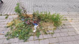 Efeler’in Göbeğinde Otlar Mahalleyi Sardı