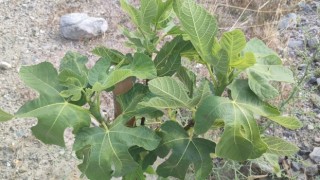 Aydın’da incir üretimine kalite katacak proje denetlendi