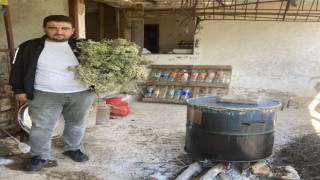 Aydın'da kekikler şifa için kaynatılmaya başlandı