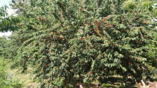 Ege bu yıl meyveye hasret