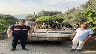 Hayvan hırsızı, jandarmadan kaçamadı