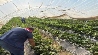 Koçarlı'da çileklere sıkı denetim