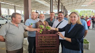 Nazilli'de kaliteli incir için kaliteli ilek denetimleri sürüyor