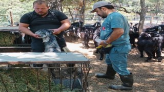 Nazilli’de küçükbaş hayvanlara veba ve çiçek aşısı yapıldı