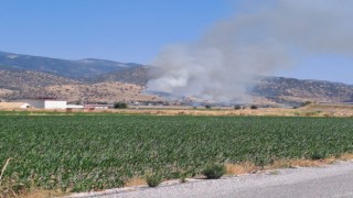 Nazilli'de zirai alan yangını
