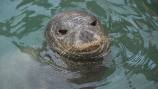Nesli tehlike altındaki Akdeniz foku Kuşadası'nda görüntülendi