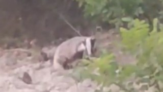 Nesli tükenmekte olan porsuk görüntülendi