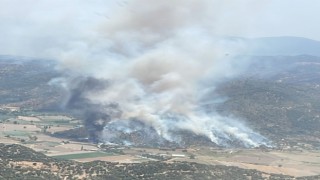 Yangında zarar gören zeytinliklerde incelemeler başladı
