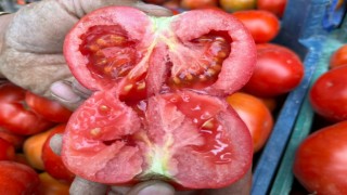 Yerli domates çıktı