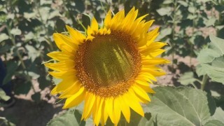 Aydın'da ayçiçeği ekim alanları artıyor