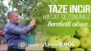 BUHARKENT'TE TAZE İNCİR HASADI BAŞLADI