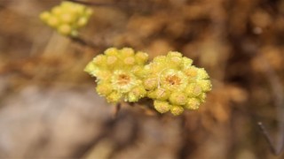 EKODOSD Başkanı Sürücü uyardı: "Aydın Ölmez çiçeği parmakla sayılacak kadar kaldı"