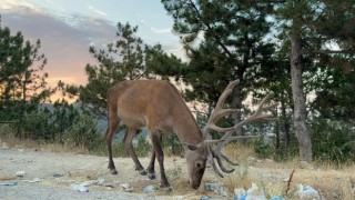 Geyik doğal yaşam alanı yerine karayolu kenarında yaşamaya başladı