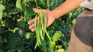 Güvercin gübresiyle beslenen doğal fasulyenin hasadı başladı