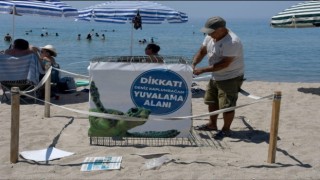 Kuşadası'nda ilk caretta caretta yuvası belirlendi