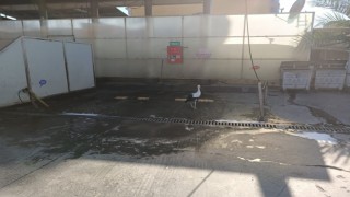 Nazilli’de Sürpriz Misafirler: Leylekler Benzinlikte Dolaştı!