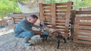 Söke'de küçükbaş hayvanlar küpelendi