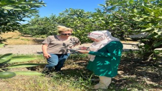 Söke'de tarla ve bahçelerde zararlı kontrolleri gerçekleştirildi