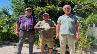 Yavru leyleği kurtarıp, deniz kaplumbağası yumurtalarını koruma altına aldılar