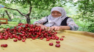 Zirai don kirazı vurdu, geçen yıla göre 61 bin ton ihracat kaybı yaşandı