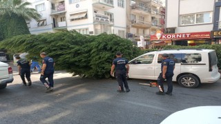 Aydın’da ağaç aracın üstüne devrildi