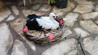 Aydın’da kurtarılan leylek ve flamingo doğaya salındı