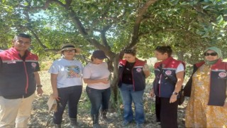 Aydın’da turunçgil yeşillenme hastalığına karşı çalışmalar sürüyor