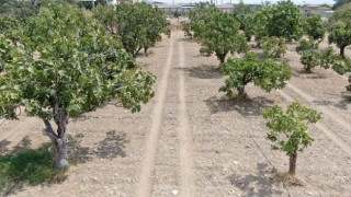 Aydın'dan, iklim değişikliği sorununa doğal çözüm