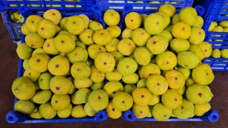 Buharkent'te 18. Taze İncir Festivali için geri sayım başladı