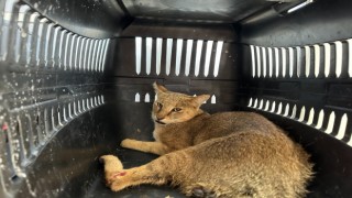 Didim’de yaralı halde bulunan dağ kedisi tedavi altına alındı