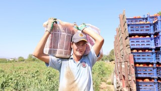 Domates işçileri çöl sıcaklarında saati 250 TL'ye ter döküyor